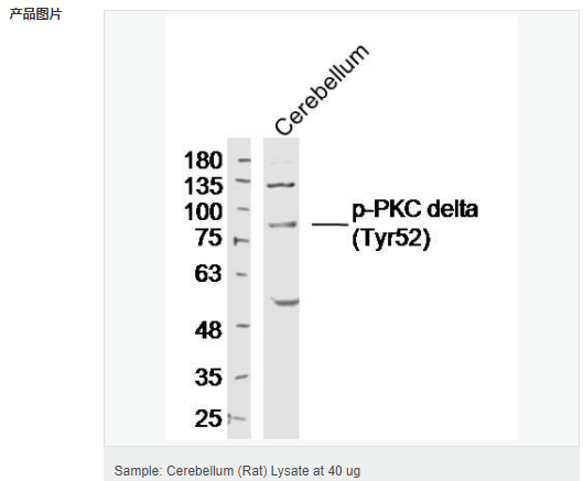 6063d54a59781.png image.png