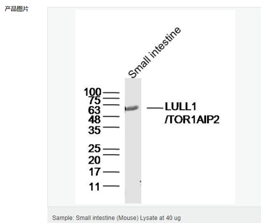 606bc42fa8ff8.png image.png