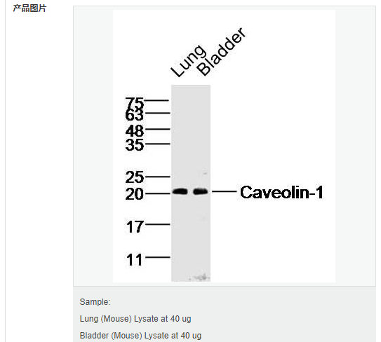 607641eec313f.png image.png